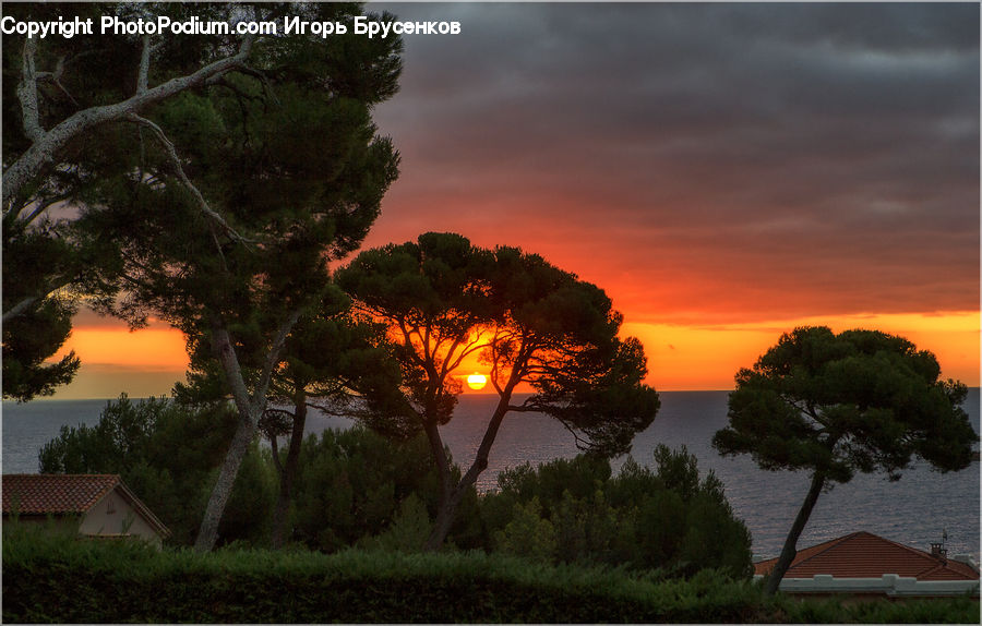Dawn, Dusk, Red Sky, Sky, Sunrise, Sunset, Conifer