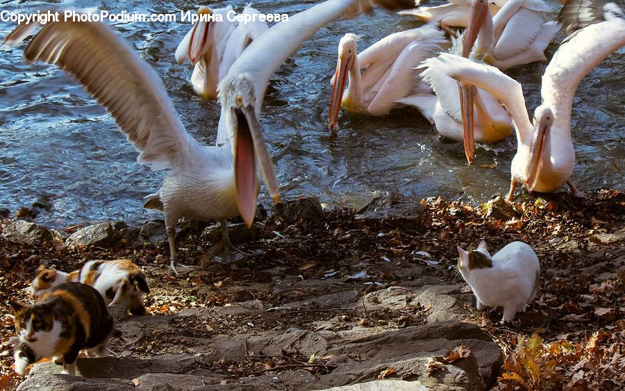 Bird, Pelican, Booby, Beak, Waterfowl, Flamingo, Flock