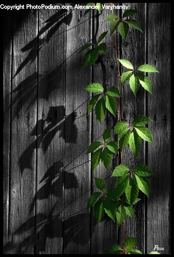 Ivy, Plant, Vine, Potted Plant, Vegetation, Forest, Jungle