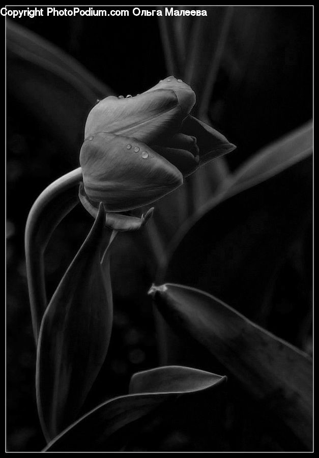 People, Person, Human, Amaryllis, Flower, Plant, Bud