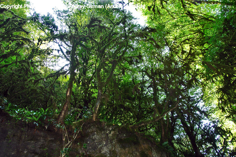 Forest, Jungle, Oak, Tree, Wood, Rainforest, Vegetation