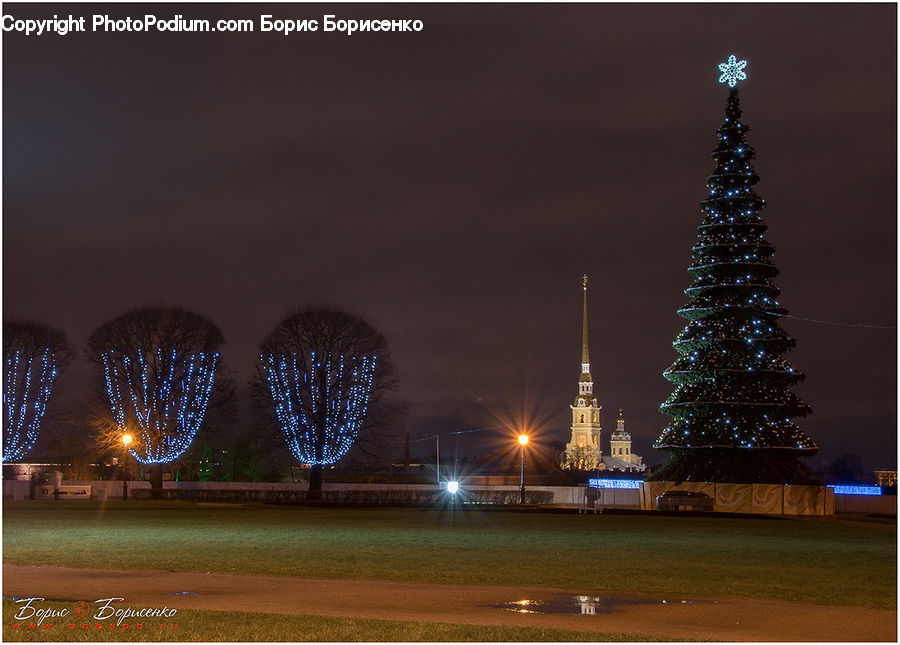 Night, Outdoors, Conifer, Fir, Spruce, Wood, Ferris Wheel