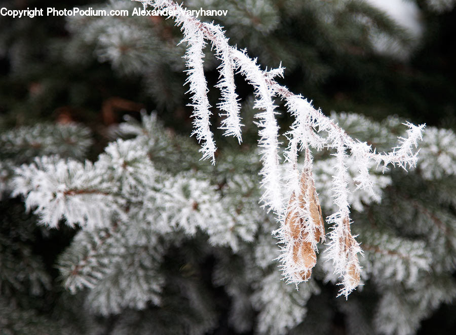 Frost, Ice, Outdoors, Snow, Conifer, Fir, Plant