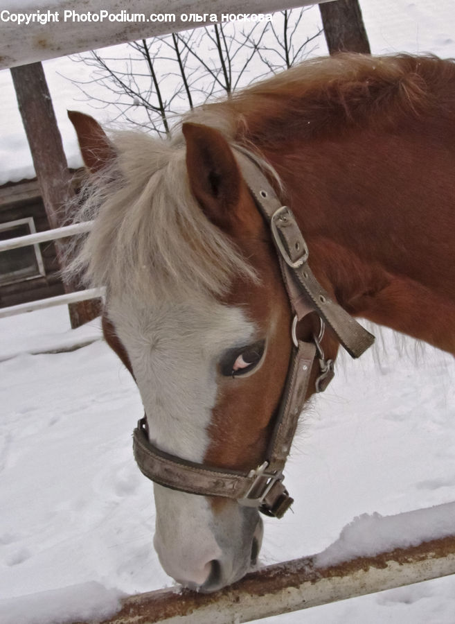 Animal, Horse, Mammal, Stallion