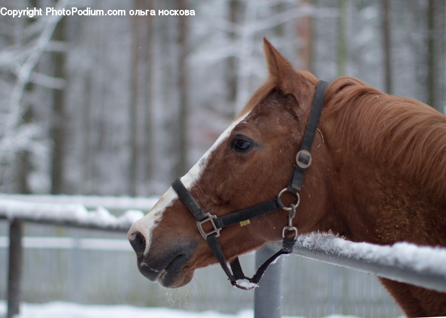 Animal, Colt Horse, Foal, Horse, Mammal, Stallion