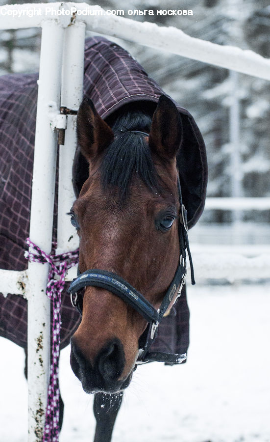 Animal, Horse, Mammal, Face