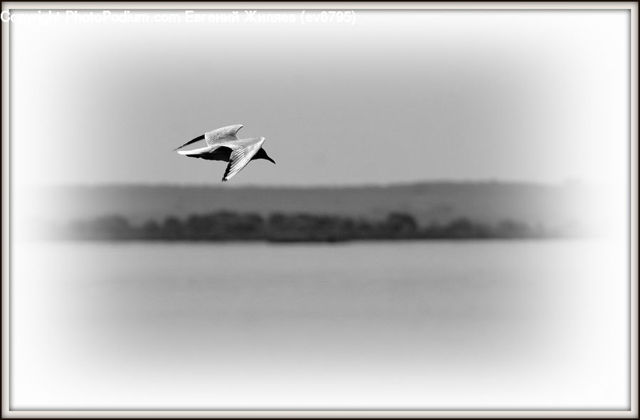Bird, Seagull, Dove, Pigeon, Flying, Swallow