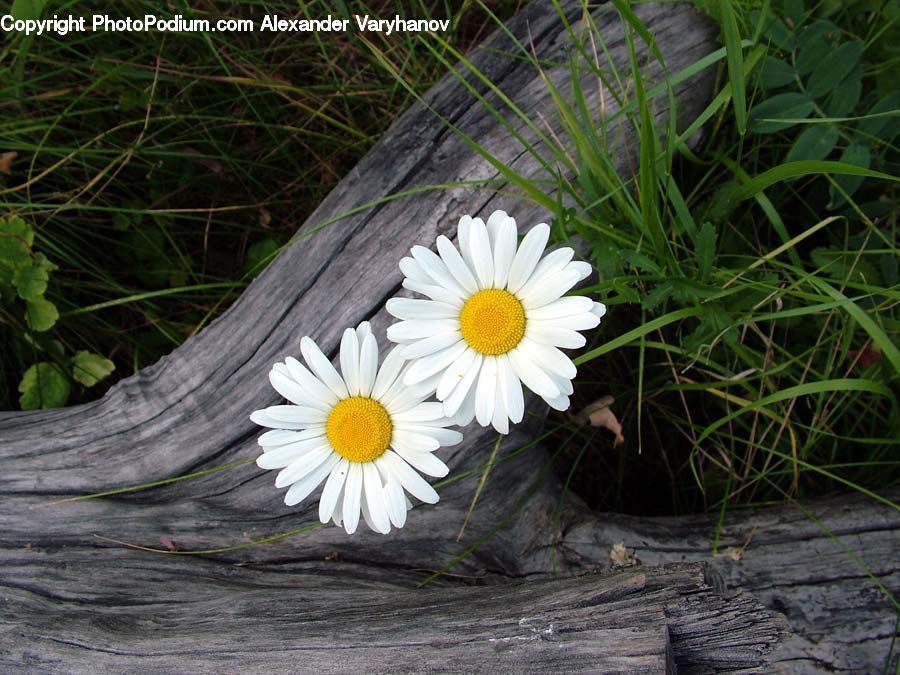 Daisies, Daisy, Flower, Plant, Asteraceae, Blossom, Flora