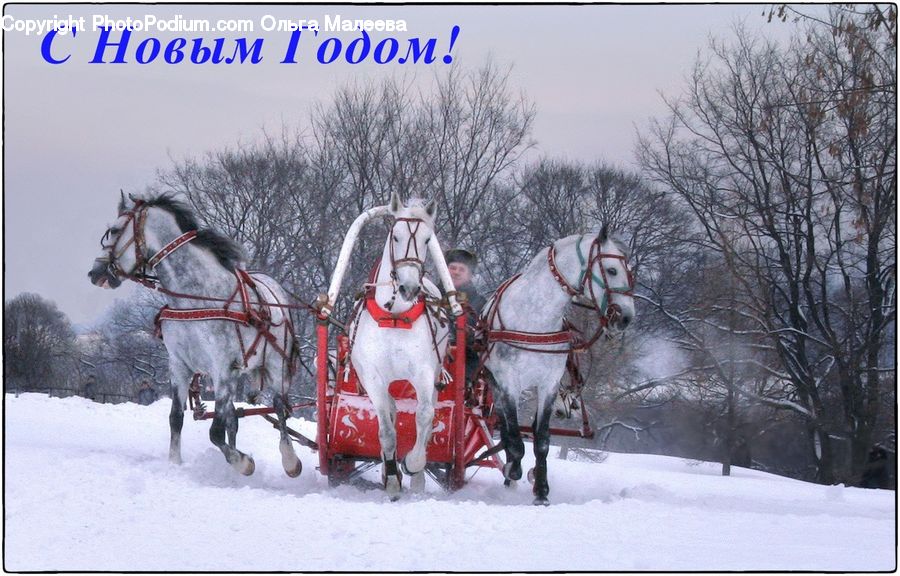 Animal, Horse, Mammal, Ice, Outdoors, Snow, Carriage