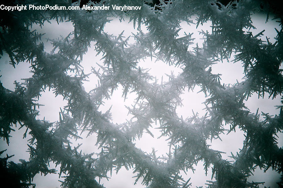 Conifer, Fir, Spruce, Wood, Redwood, Tree, Plant