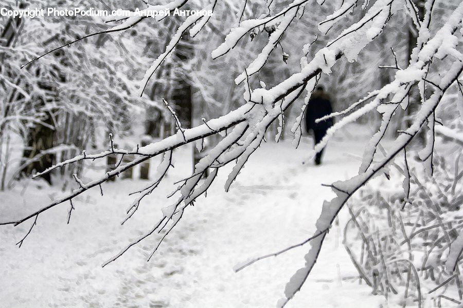 Ice, Outdoors, Snow, Forest, Vegetation, Plant, Tree
