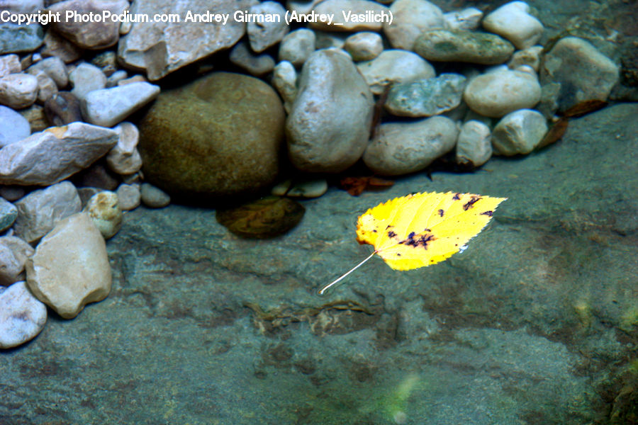 Pebble, Rock, Butterfly, Insect, Invertebrate, Blossom, Flora