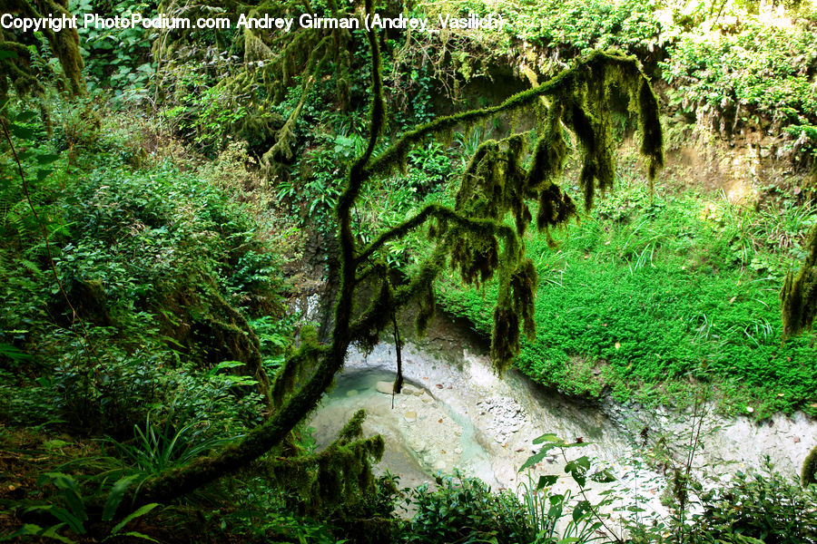 Forest, Jungle, Rainforest, Vegetation, Fern, Plant, Conifer