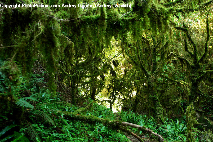 Forest, Jungle, Rainforest, Vegetation, Conifer, Fir, Plant