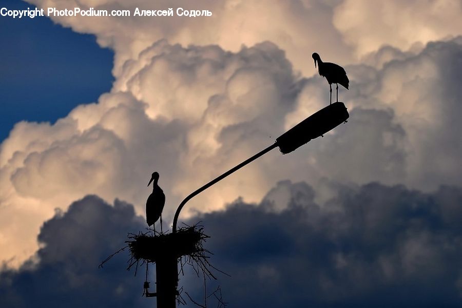 Bird, Stork, Blackbird, Crow, Crane Bird, Heron, Silhouette