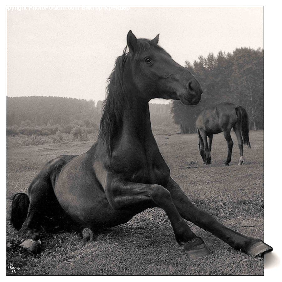 Animal, Horse, Mammal, Colt Horse, Foal, Stallion