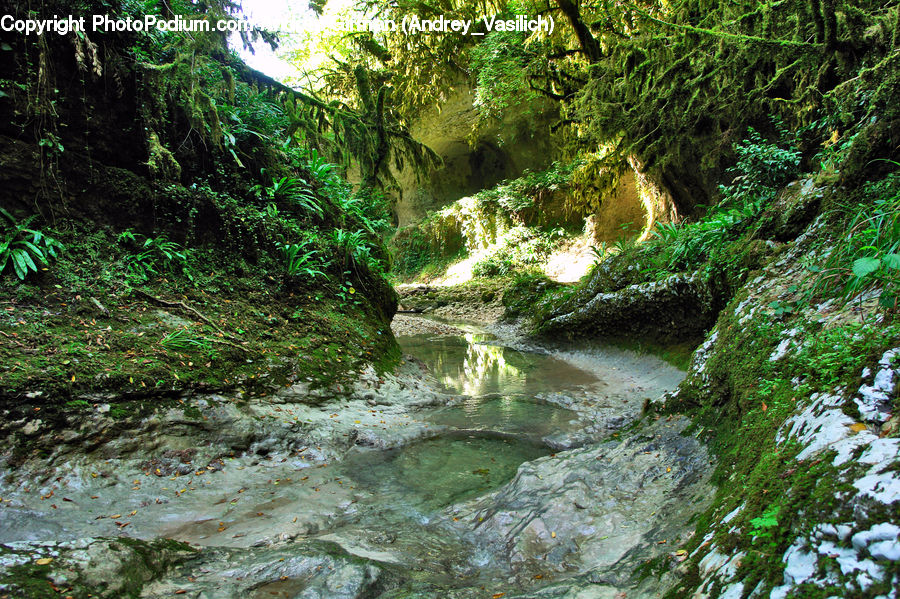 Creek, Outdoors, River, Water, Forest, Jungle, Rainforest