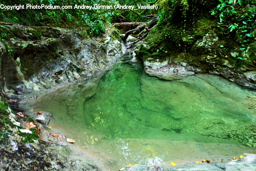 Forest, Jungle, Rainforest, Vegetation, Algae, Cave, Water