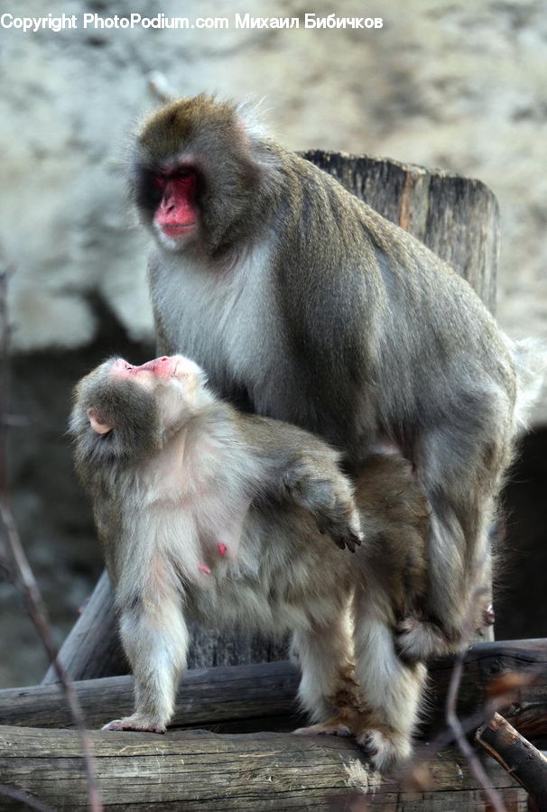 Animal, Mammal, Monkey, Baboon
