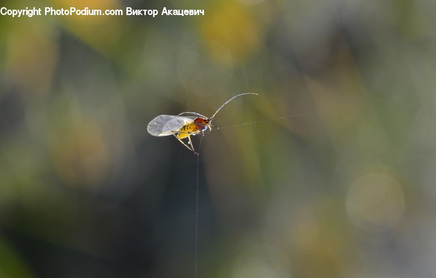 Arachnid, Garden Spider, Insect, Invertebrate, Spider, Butterfly, Moth