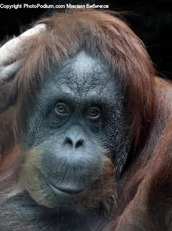 Animal, Mammal, Monkey, Orangutan, Ape