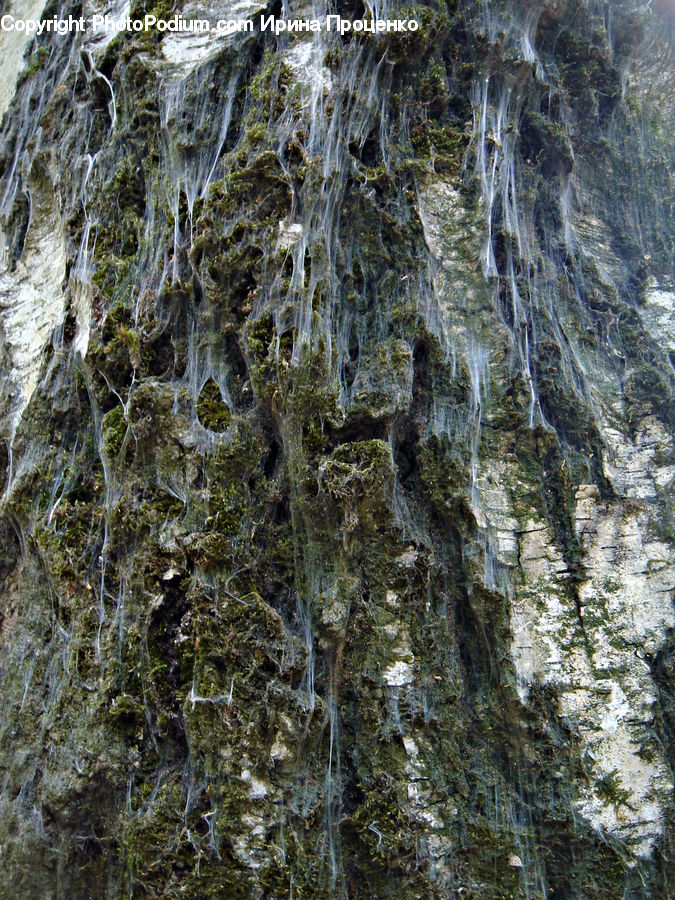 Cliff, Outdoors, Tree Trunk, Forest, Jungle, Rainforest, Vegetation