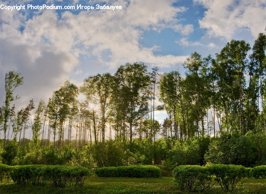 Fence, Hedge, Plant, Forest, Grove, Land, Vegetation