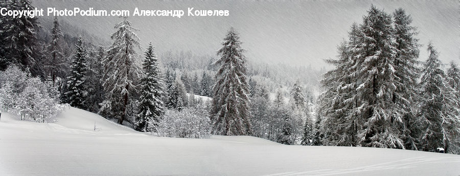 Ice, Outdoors, Snow, Conifer, Fir, Plant, Tree