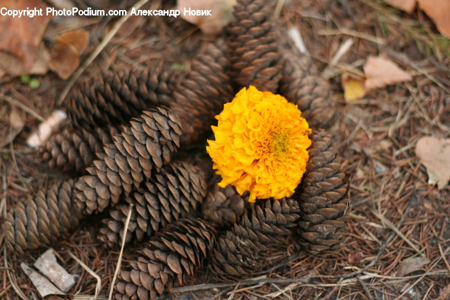 Bird Nest, Nest, Agaric, Mushroom, Plant, Conifer, Fir