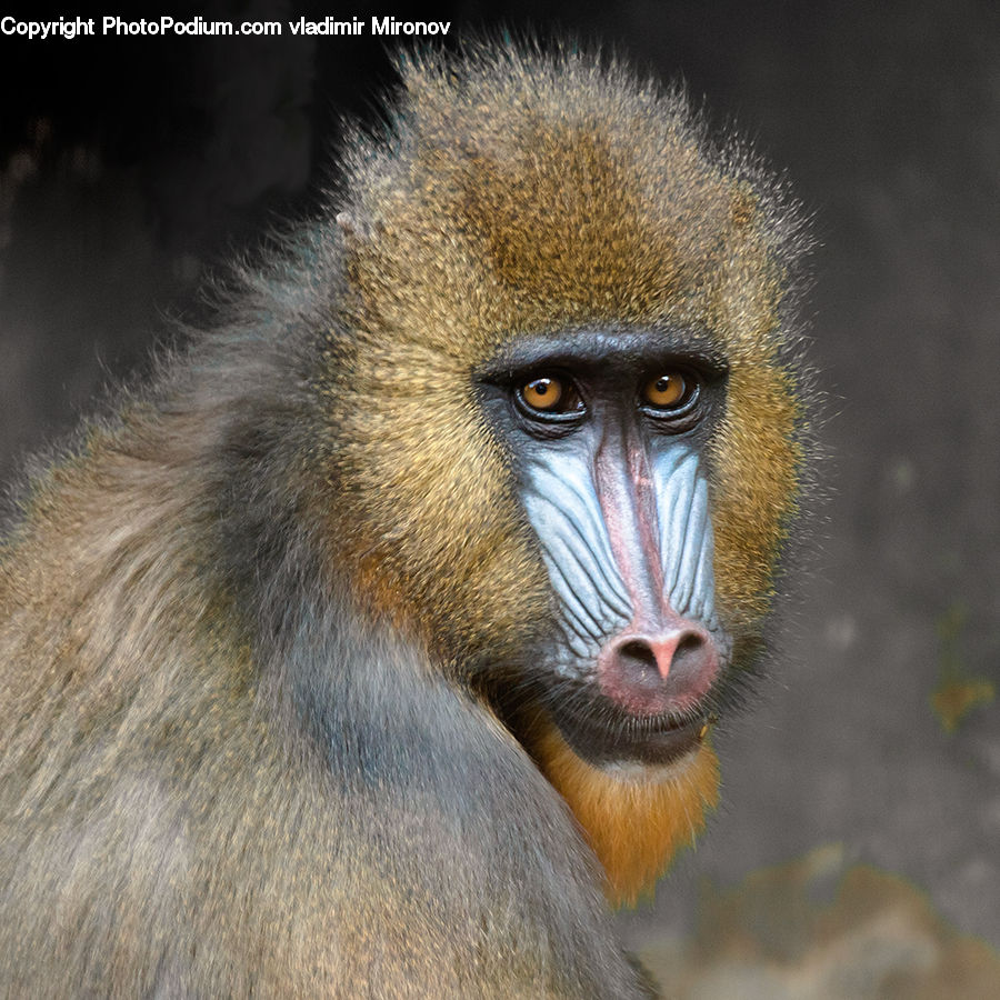 Animal, Mammal, Monkey