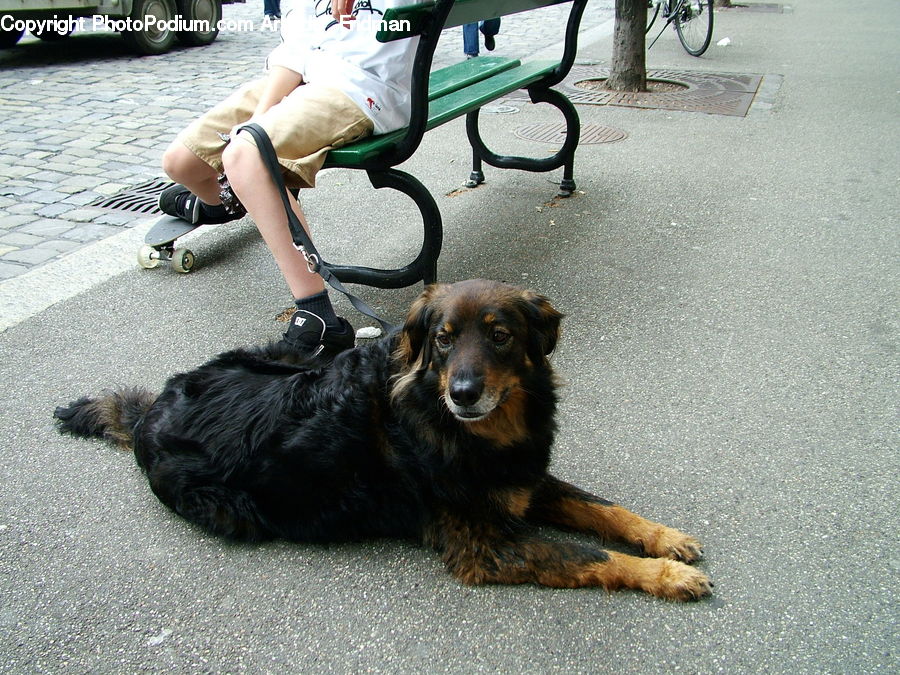 Bench, Animal, Canine, Cocker Spaniel, Dog, Mammal, Pet