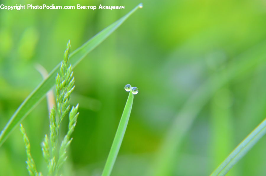 Field, Grass, Grassland, Plant, Droplet, Blossom, Flora
