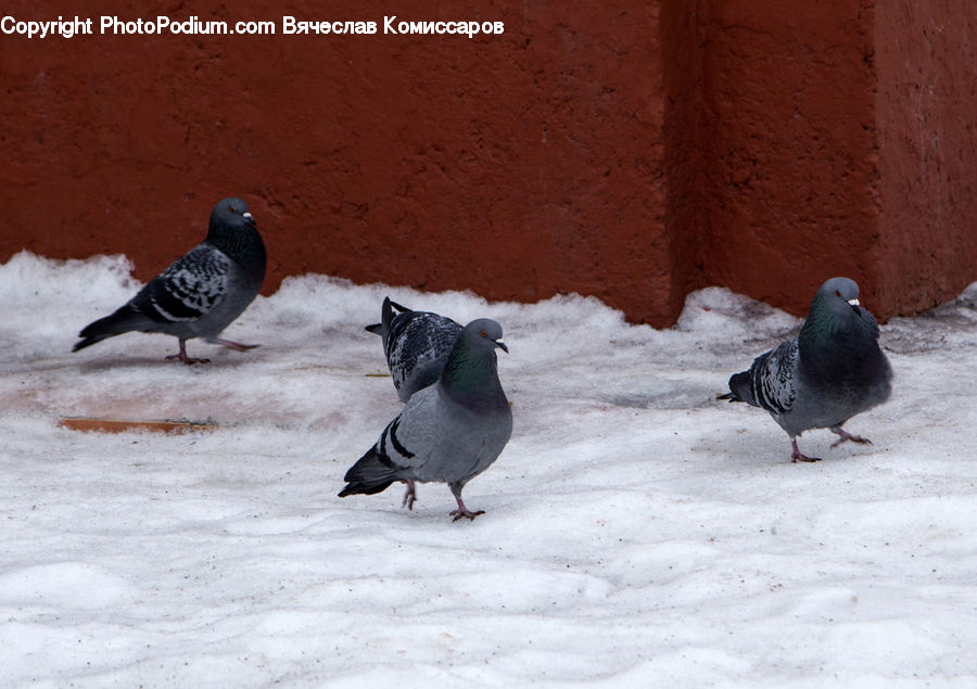 Bird, Pigeon, Dove