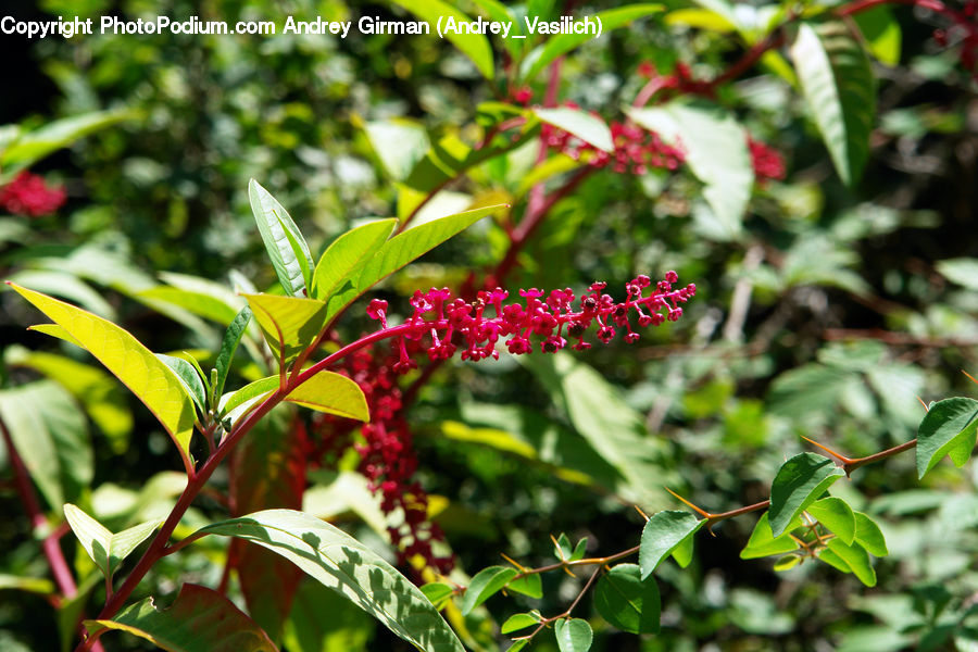 Blossom, Flora, Flower, Plant, Ivy, Vine, Bush