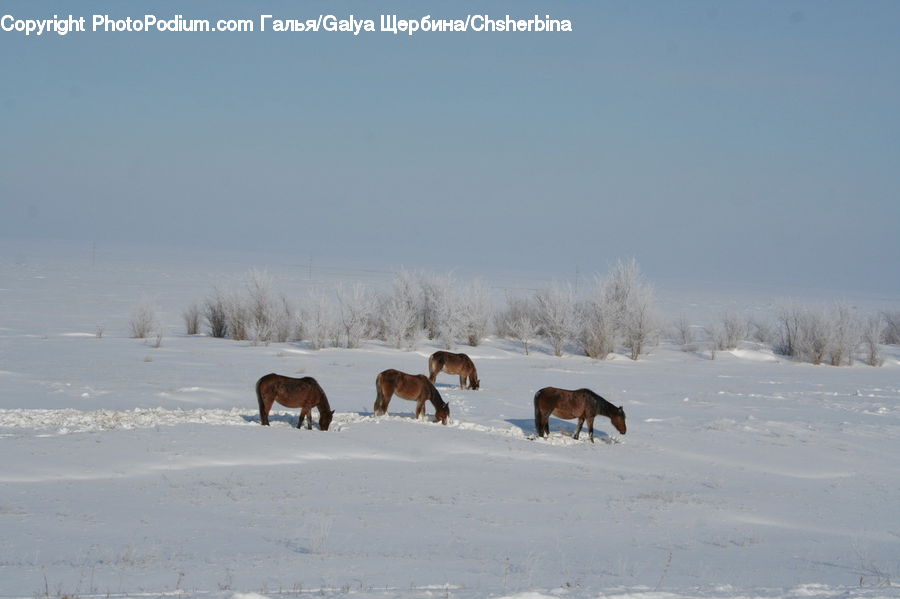 Animal, Colt Horse, Horse, Foal, Mammal