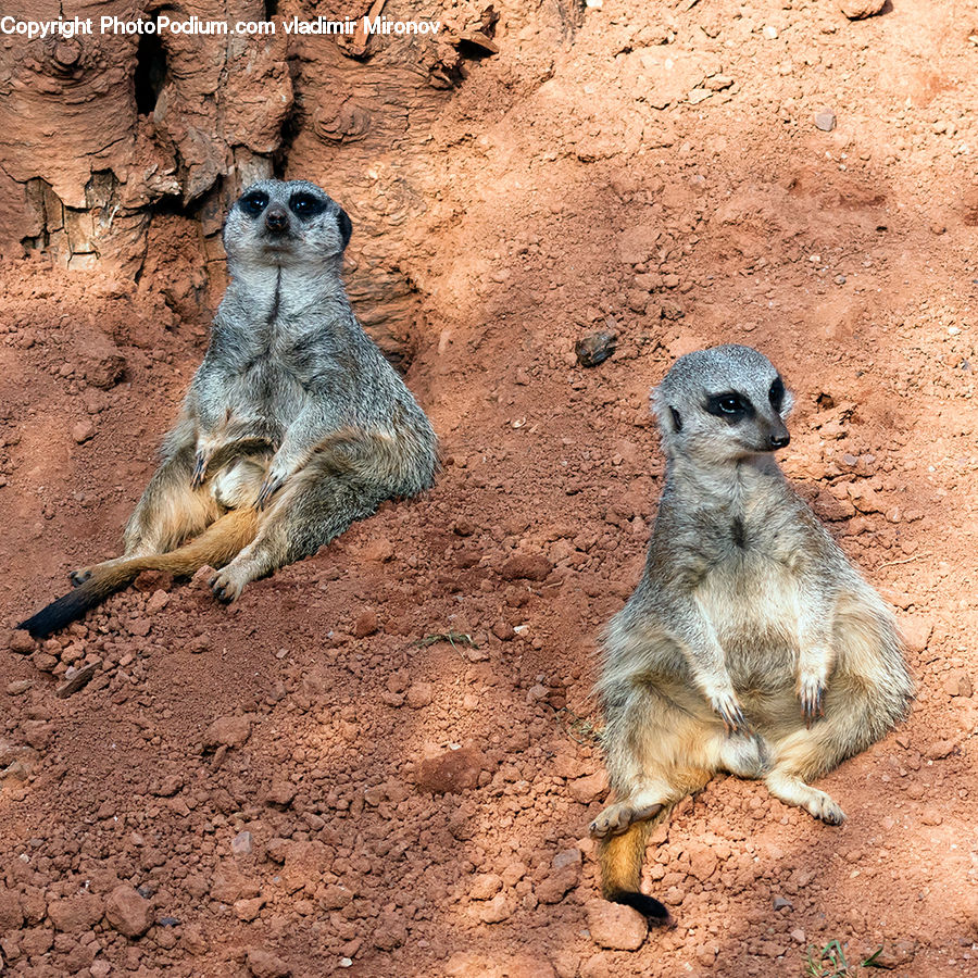 Animal, Mammal, Meerkat, Wildlife