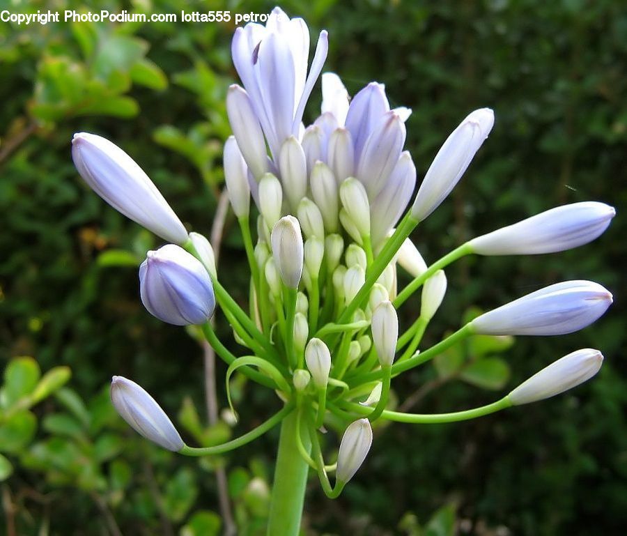 Agapanthus, Blossom, Flower, Plant, Flora, Lily, Amaryllidaceae