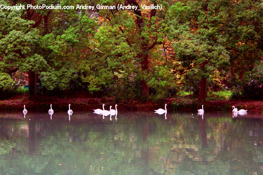 Outdoors, Pond, Water, Cosmos, Bird, Waterfowl, Forest