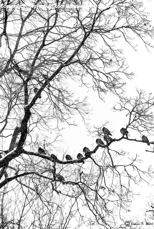 Plant, Tree, Silhouette, Oak, Wood, Sycamore, Tree Trunk