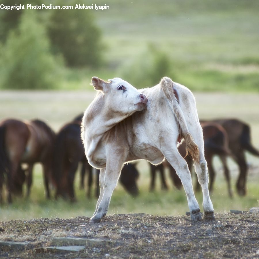 Animal, Horse, Mammal, Colt Horse, Foal