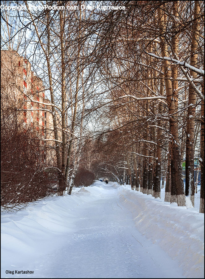Path, Road, Walkway, Landscape, Nature, Scenery, Dirt Road
