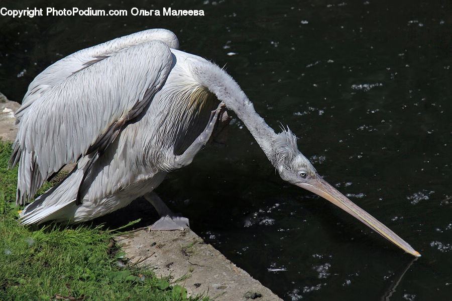 Bird, Crane Bird, Heron, Pelican, Ardeidae, Stork, Waterfowl