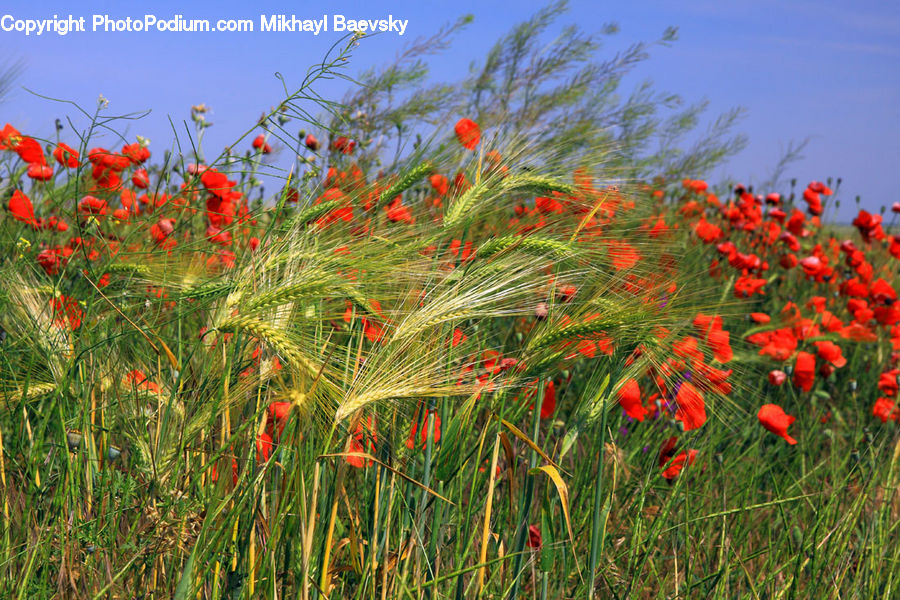 Blossom, Flora, Flower, Plant, Poppy, Field, Grass