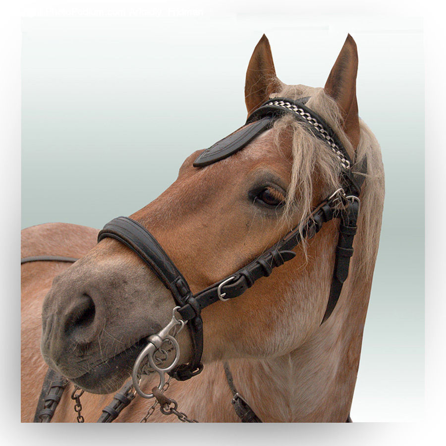 Animal, Colt Horse, Horse, Face, Selfie, Head, Portrait