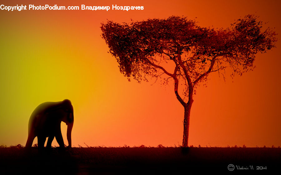 Grassland, Outdoors, Savanna, Dawn, Dusk, Sky, Sunrise