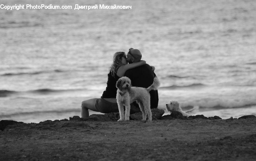 Animal, Canine, Dog, Mammal, Pet, Poodle, Outdoors