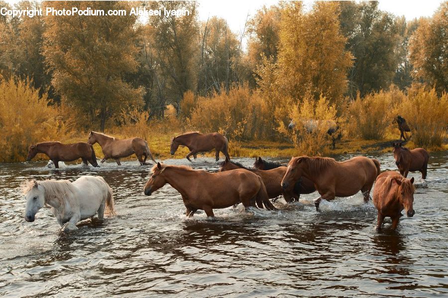 Animal, Horse, Mammal, Countryside, Farm, Pasture, Ranch
