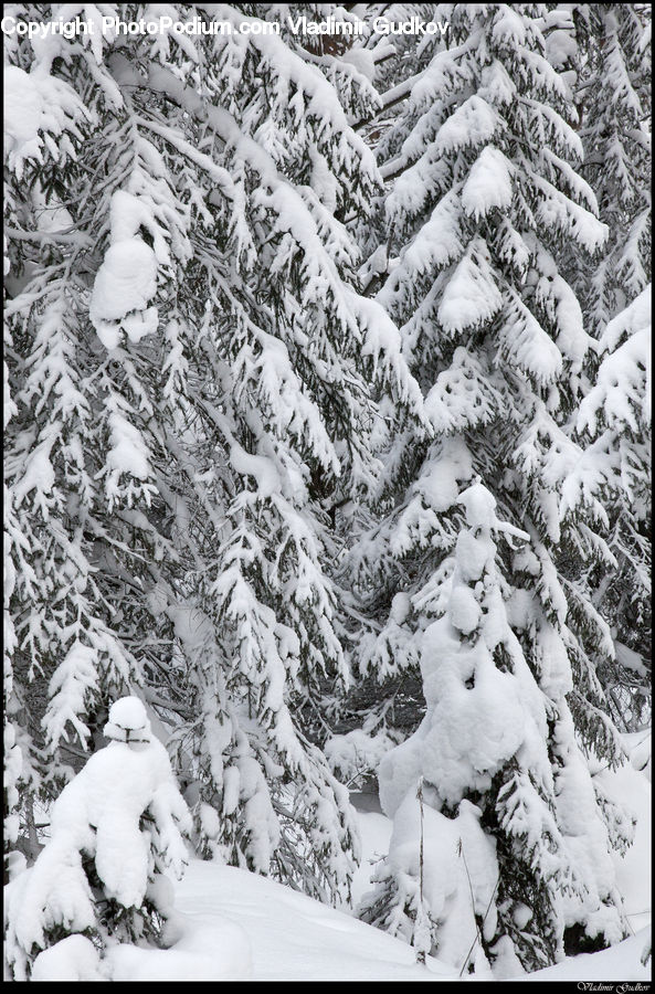 Ice, Outdoors, Snow, Conifer, Fir, Pine, Spruce