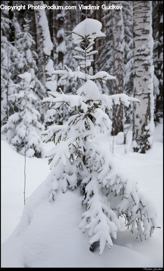 Ice, Outdoors, Snow, Conifer, Fir, Plant, Tree