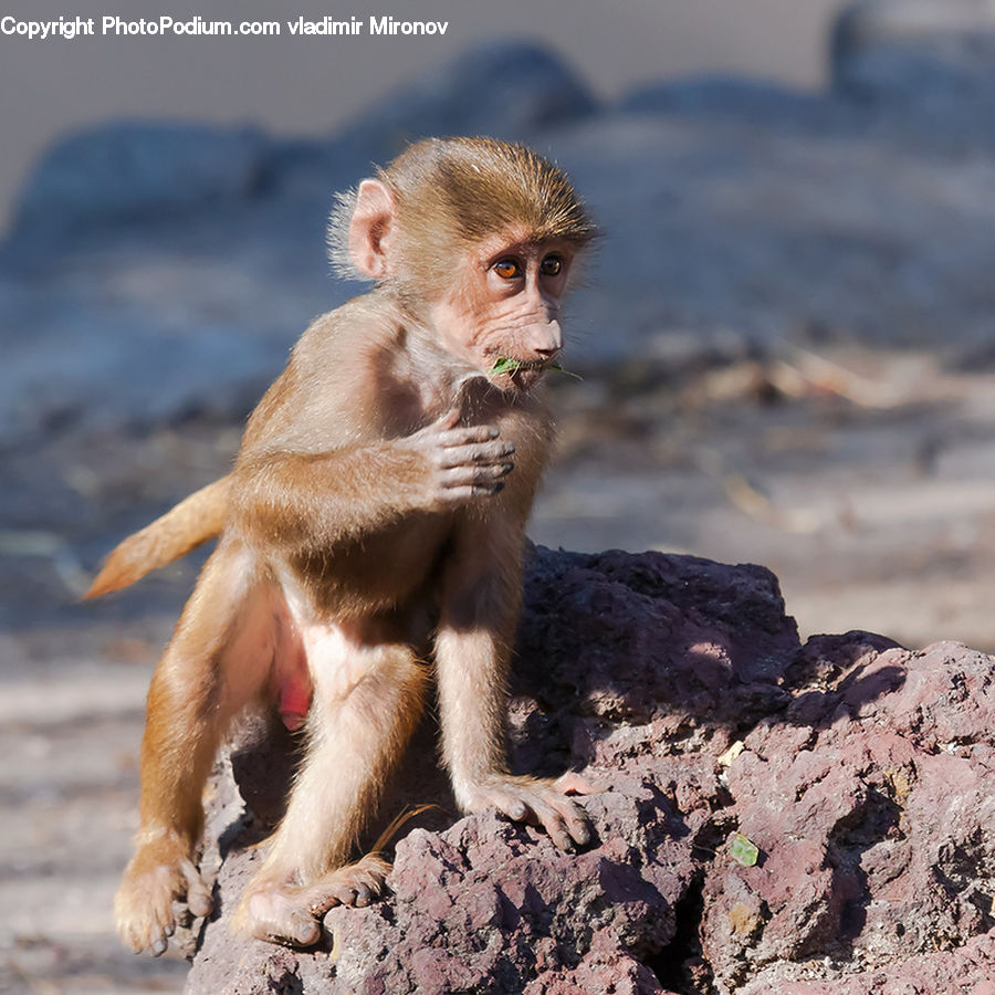 Animal, Mammal, Monkey, Baboon